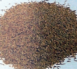 cumin seed